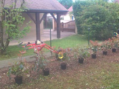 Plantations diverses - Lons (64)